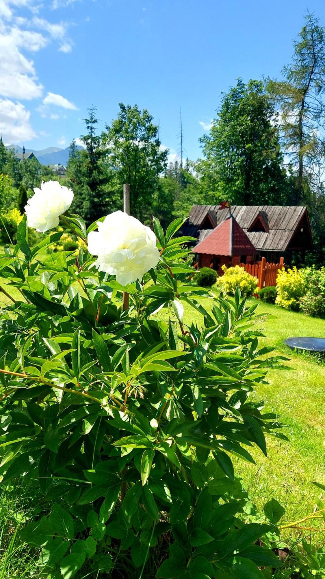 Willa Posrednia Zakopane Exterior photo